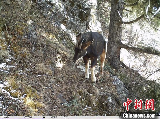 圖為相同位點(diǎn)記錄到的國家二級重點(diǎn)保護(hù)野生動(dòng)物—中華鬣羚。　中國科學(xué)院昆明動(dòng)物研究所提供