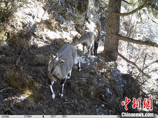 圖為相同位點(diǎn)記錄到的雪豹主要獵物—巖羊?！≈袊茖W(xué)院昆明動(dòng)物研究所提供