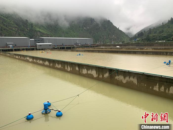 喜馬拉雅南麓養(yǎng)鮭魚