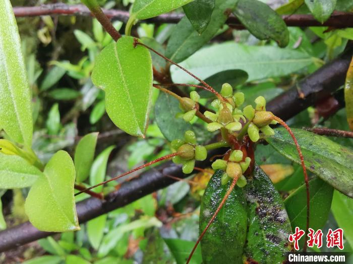 圖為折萼杜鵑果實(shí)圖。　中科院昆明植物研究所提供