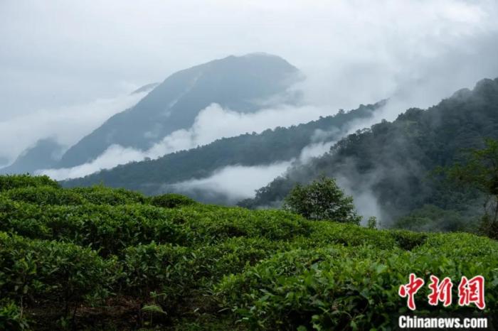 墨脫縣背崩鄉(xiāng)的高山茶場。