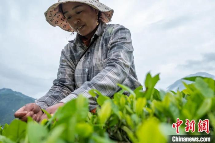 圖為墨脫縣背崩鄉(xiāng)門巴族民眾采摘茶葉。