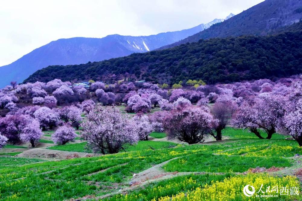 一樹樹野桃花開得正艷。人民網(wǎng) 李海霞攝