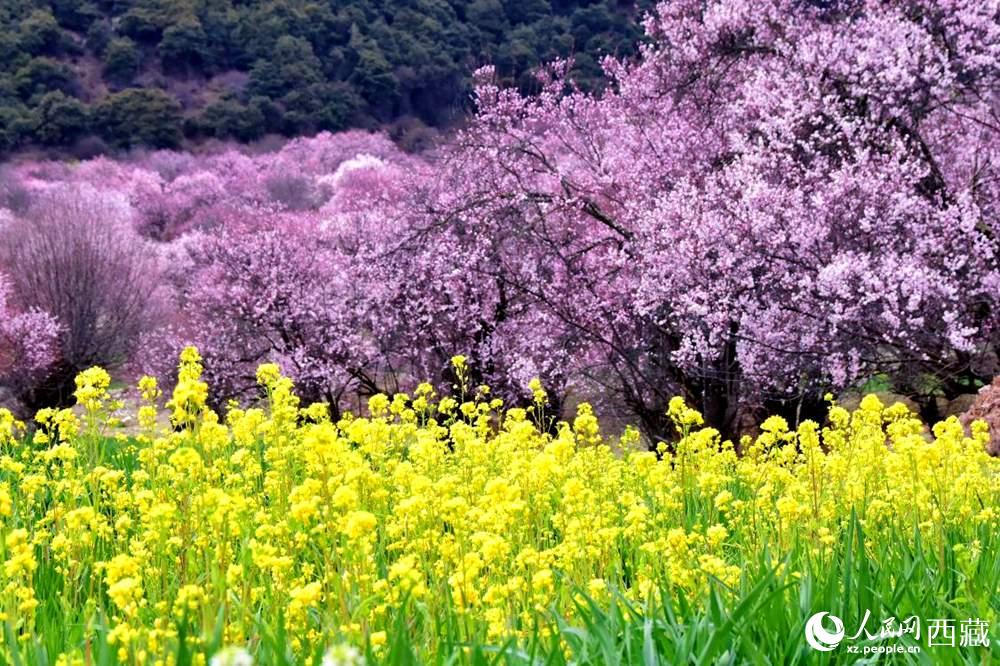 桃花與油菜花交相輝映。人民網(wǎng) 李海霞攝