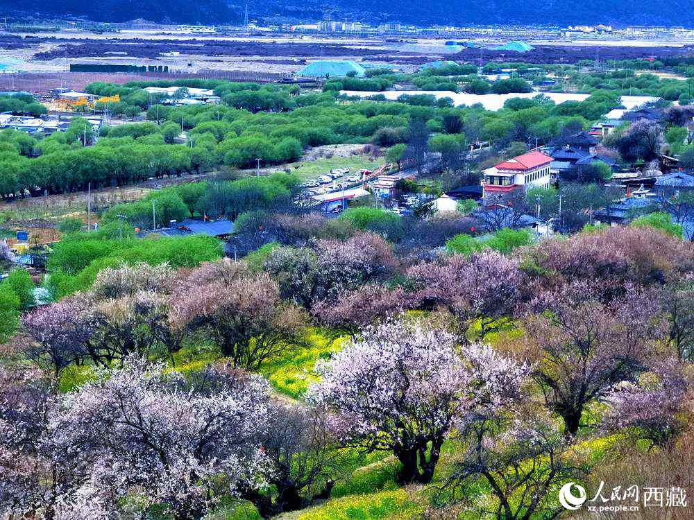 漫山開放的野桃花。人民網(wǎng) 李海霞攝