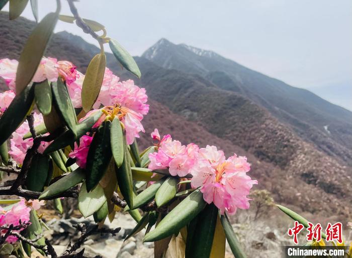 近日，西藏自治區(qū)山南市加查縣索囊溝的杜鵑花競相綻放?！∪轿木?攝