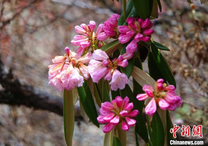 近日，西藏自治區(qū)山南市加查縣索囊溝的杜鵑花競相綻放?！∪轿木?攝