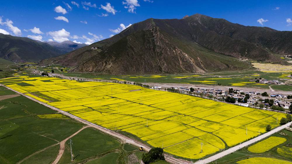 西藏墨竹工卡縣油菜農(nóng)田。