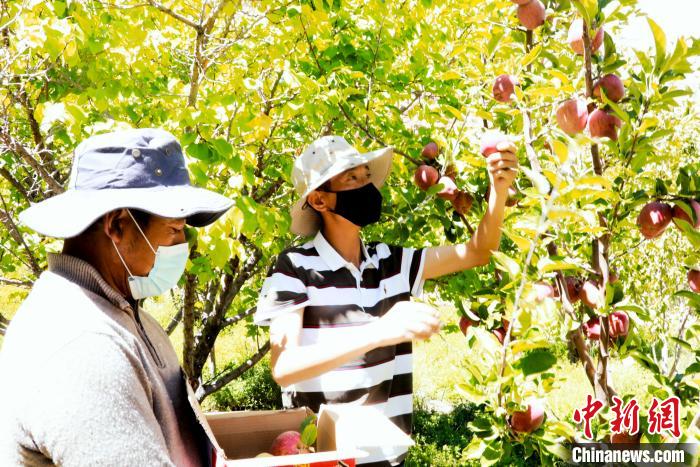 圖為西藏阿里札達(dá)縣底雅鄉(xiāng)村民在自家果園采摘果實?！“⑼?攝