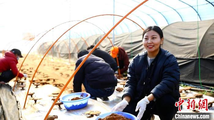 圖為農(nóng)民采收靈芝孢子粉?！∴嚢?攝