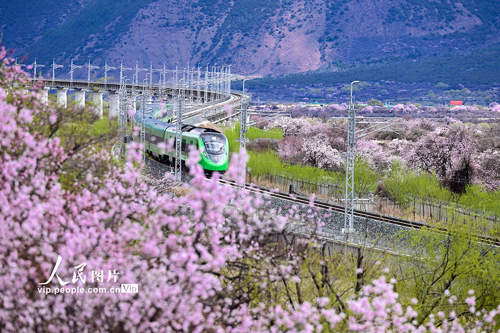 西藏林芝：雪域高原列車穿越花?！?】