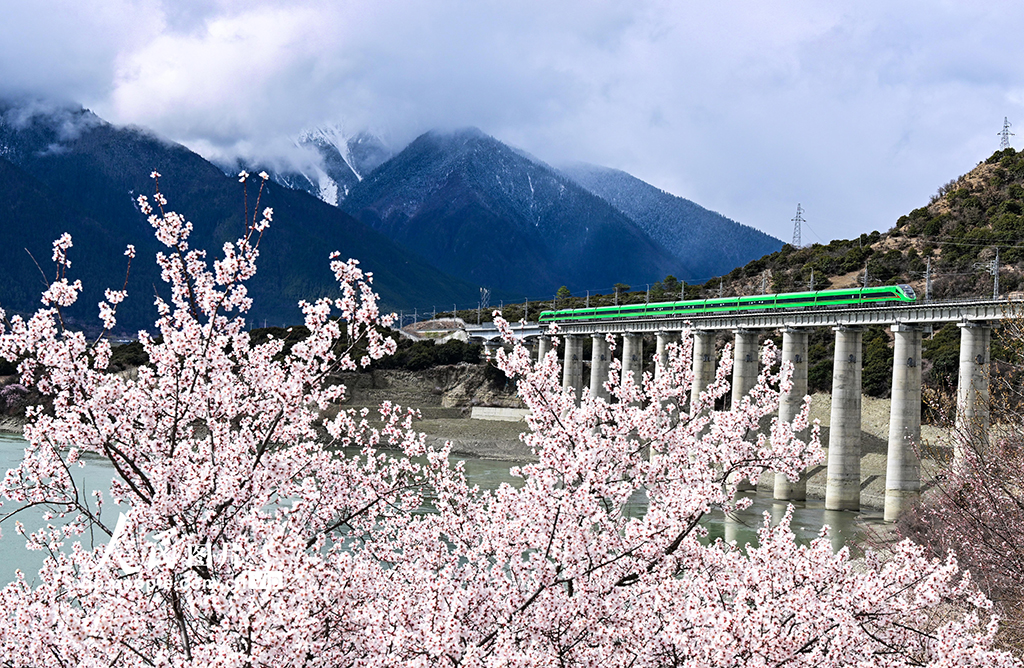 西藏林芝：雪域高原列車穿越花?！?】