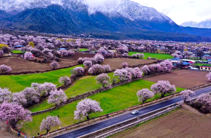 波密縣傾多鎮(zhèn)如納村盛開的桃花。徐馭堯攝