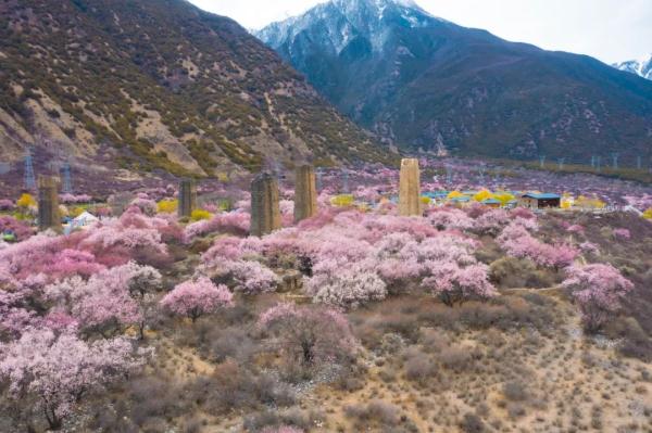 人間桃花源！林芝桃花有多絕？