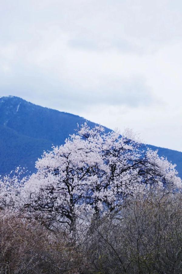 人間桃花源！林芝桃花有多絕？