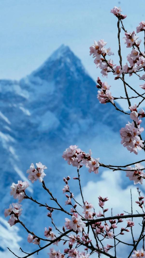 人間桃花源！林芝桃花有多絕？