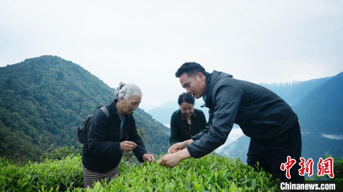 圖為銀發(fā)旅游體驗(yàn)團(tuán)兩位老人體驗(yàn)采茶?！∥鞑貙ｍ?xiàng)旅游協(xié)會(huì)供圖