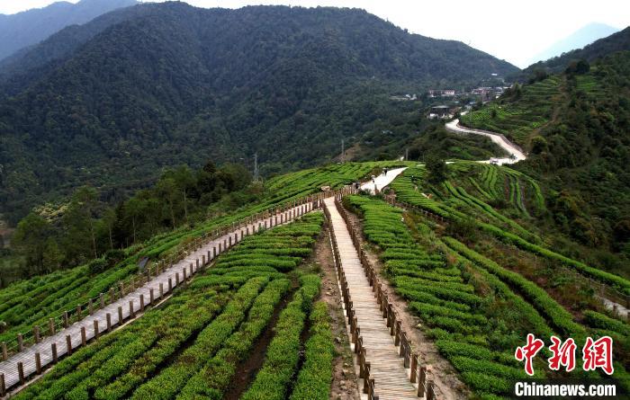 圖為西藏林芝市墨脫縣背崩鄉(xiāng)格林村山頂?shù)木坝^茶園。(無人機(jī)照片) 李林 攝