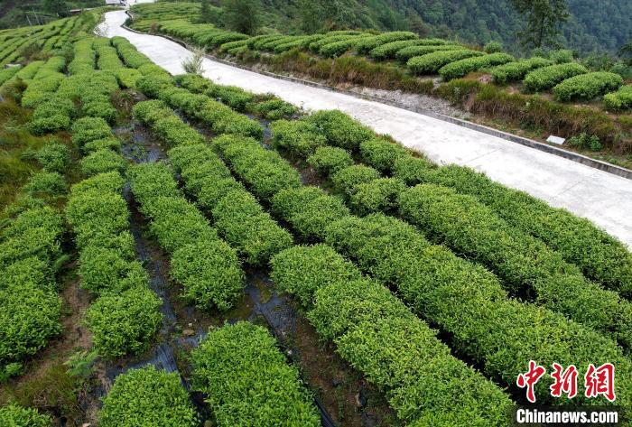 圖為西藏林芝市墨脫縣背崩鄉(xiāng)格林村山頂?shù)木坝^茶園。(無人機(jī)照片) 李林 攝