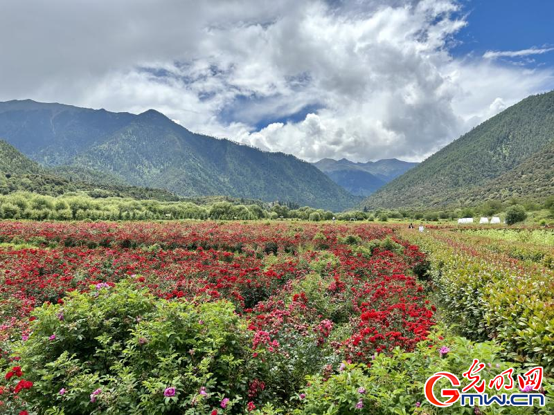 我們的家園丨工布花谷：高原花開香飄全國，產業(yè)經濟增收致富