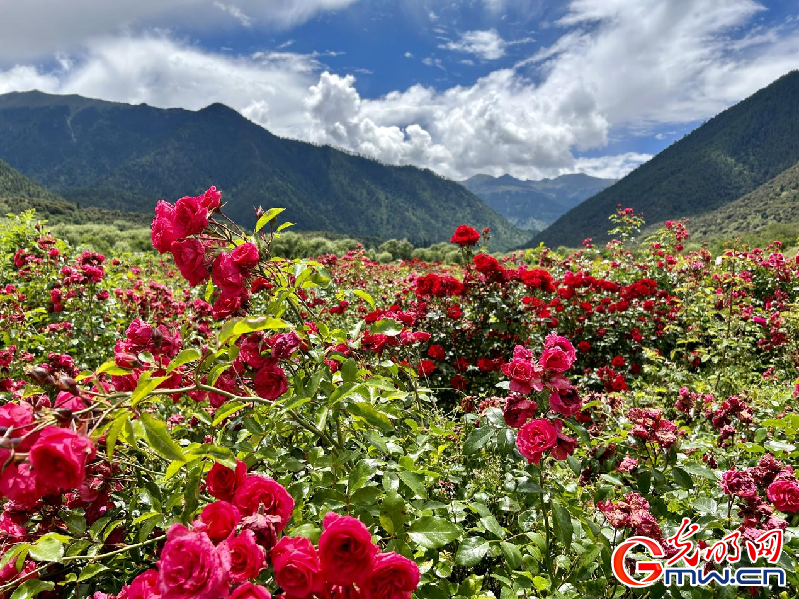 我們的家園丨【組圖】 綠水青山入畫，“金山銀山”筑起