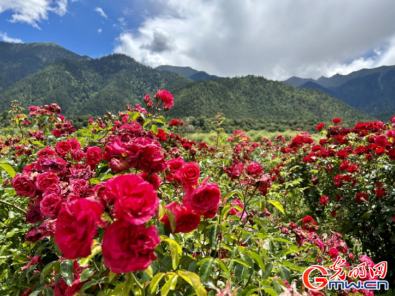 我們的家園丨【組圖】 綠水青山入畫(huà)，“金山銀山”筑起