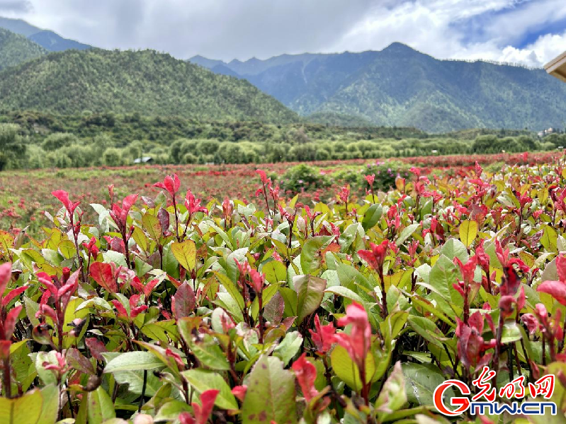 我們的家園丨【組圖】 綠水青山入畫(huà)，“金山銀山”筑起