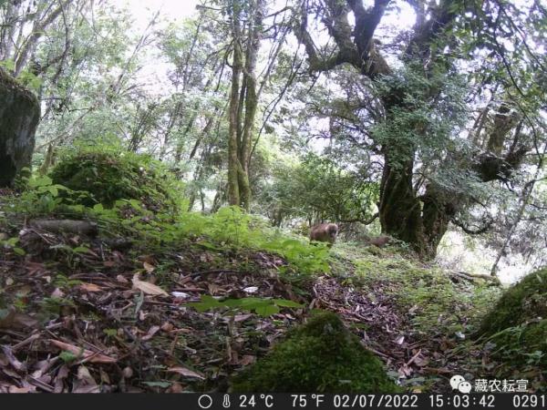 西藏色季拉山發(fā)現(xiàn)雪豹、白頰獼猴等多種珍稀野生動物