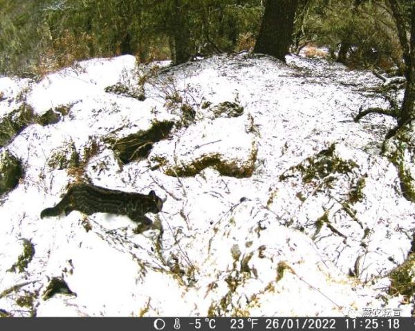 西藏色季拉山發(fā)現(xiàn)雪豹、白頰獼猴等多種珍稀野生動物