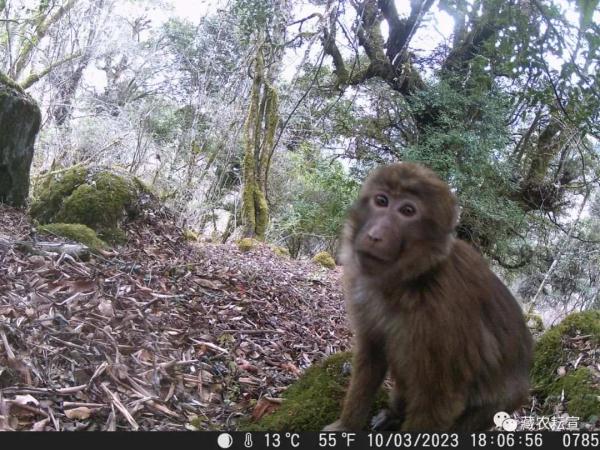 西藏色季拉山發(fā)現(xiàn)雪豹、白頰獼猴等多種珍稀野生動物