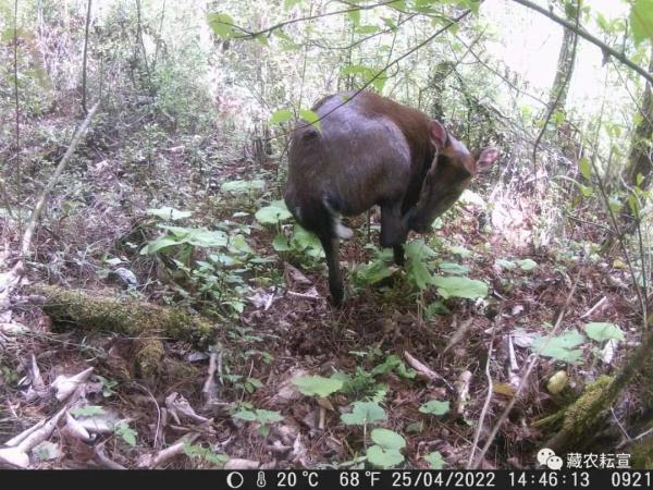 西藏色季拉山發(fā)現(xiàn)雪豹、白頰獼猴等多種珍稀野生動物