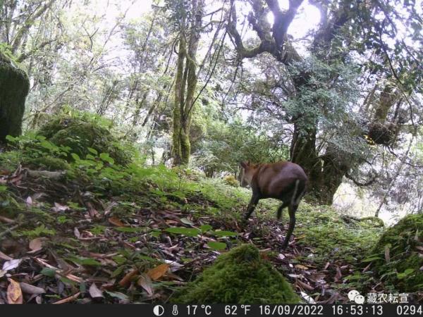 西藏色季拉山發(fā)現(xiàn)雪豹、白頰獼猴等多種珍稀野生動物