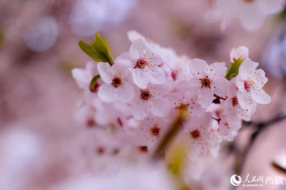 桃花盛開(kāi)惹人醉。人民網(wǎng)記者 次仁羅布攝