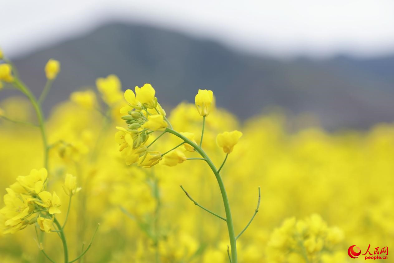 金色油菜花鋪滿大地。 人民網(wǎng) 李海霞攝