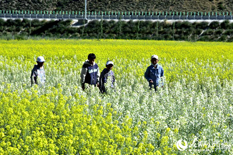 小孩在油菜花田嬉戲。人民網(wǎng) 李海霞攝